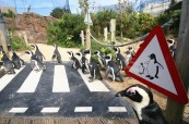 V blízkosti Torbay najdeme zajímavý tip na výlet Living Coasts, LAL Torbay